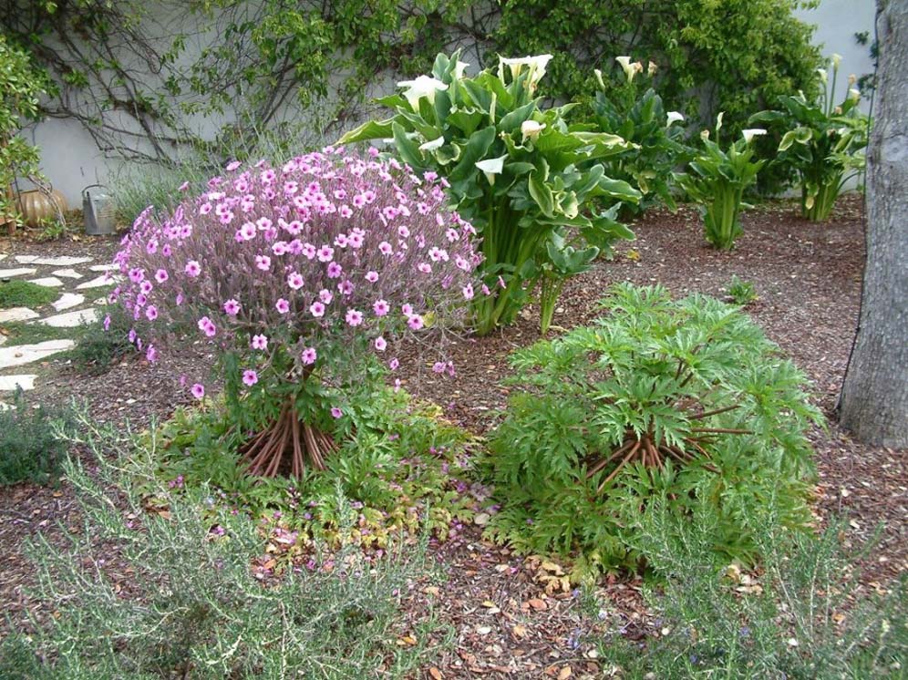 Mounds of Blooms