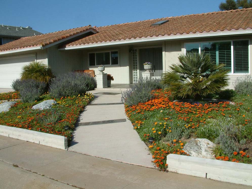 Gazania Glory