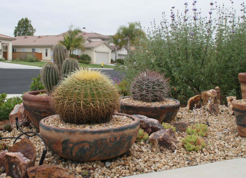 Cacti in Containers