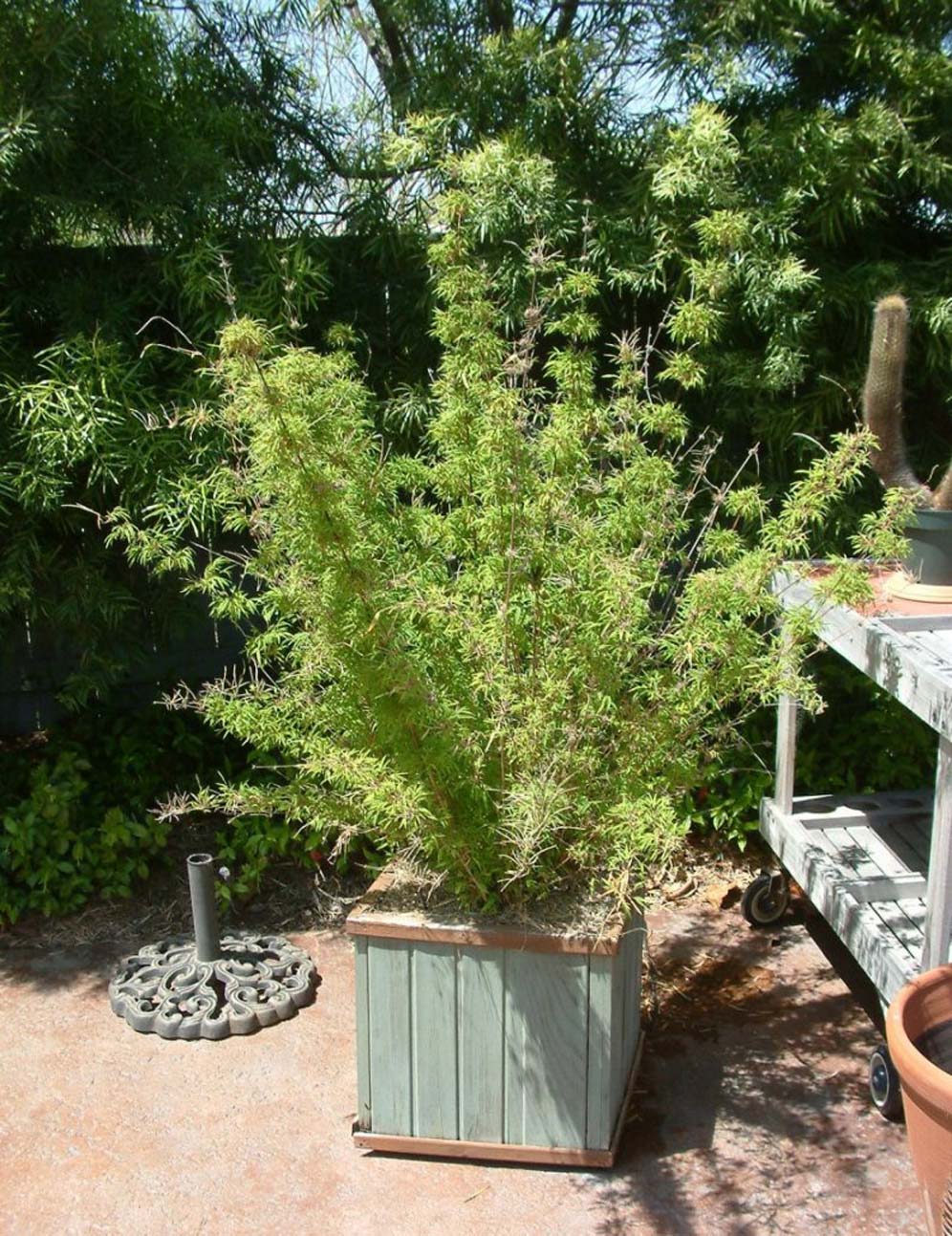 Bamboo in Pot