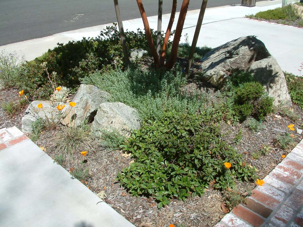 Rock Croppings in Garden