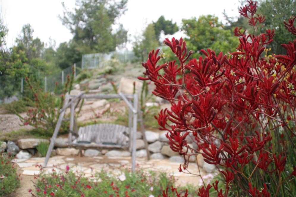 Kangaroo Paw Power