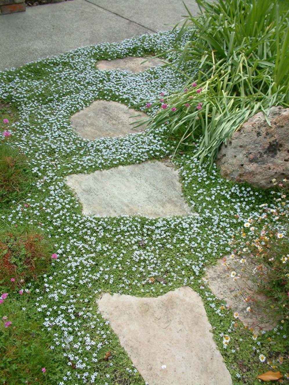 Stepping Stones and Blue Star Creeper