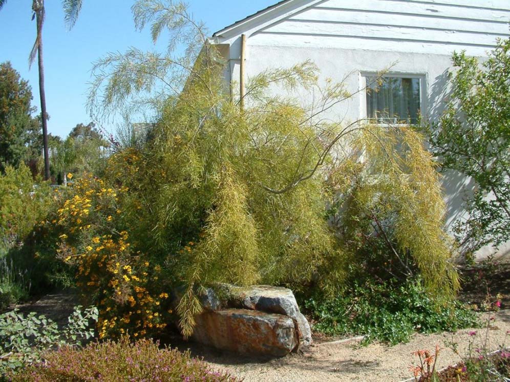 Weeping Foliage