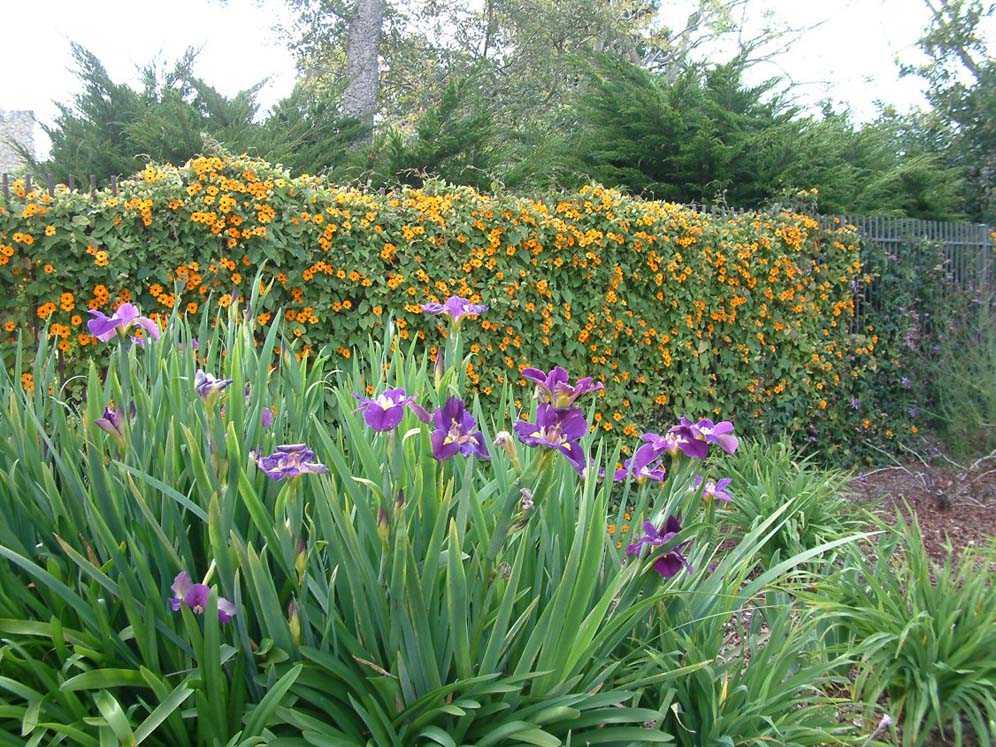 Drifts of Irises