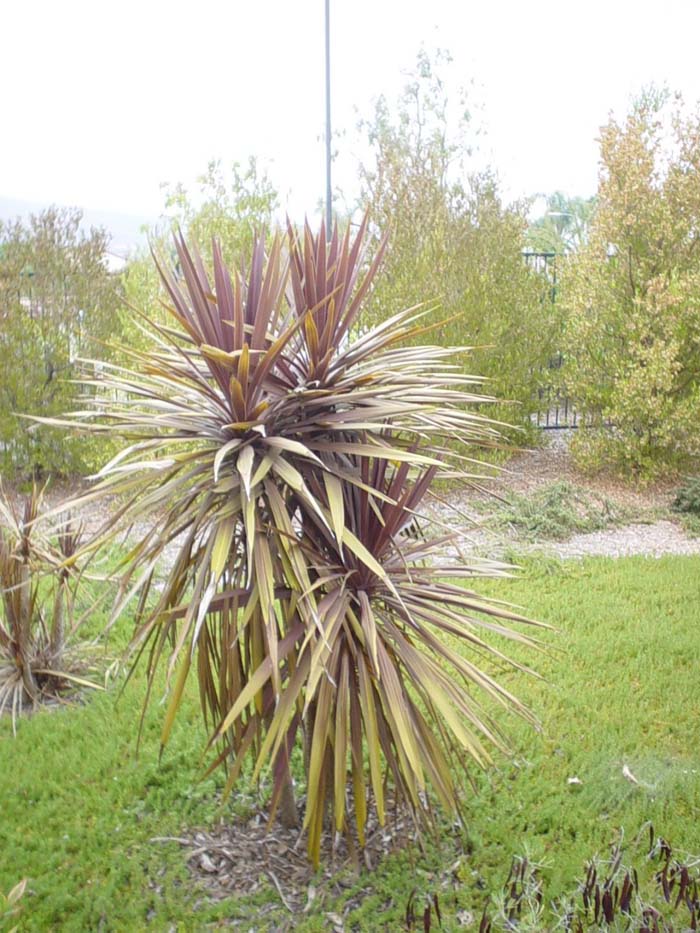 Plant photo of: Cordyline australis 'Red Star'