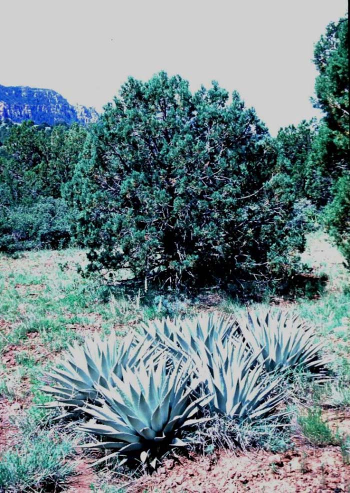 Plant photo of: Agave parryi v. couesii