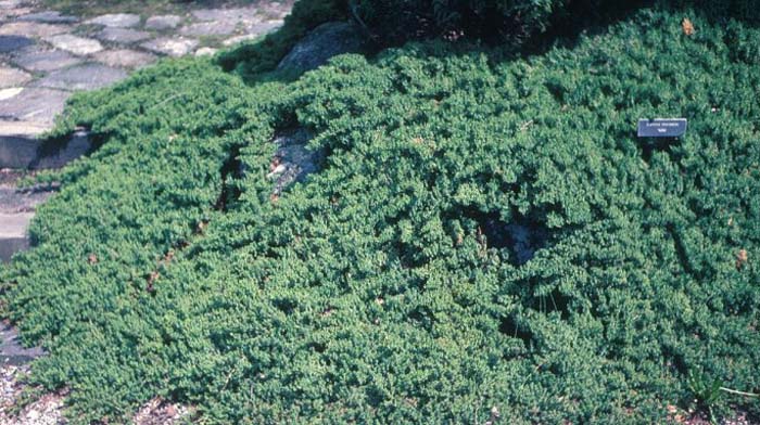 Plant photo of: Juniperus procumbens 'Nana'