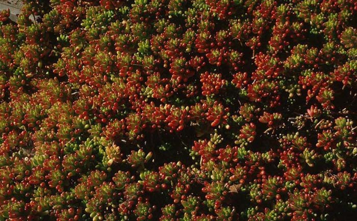 Plant photo of: Sedum rubrotinctum