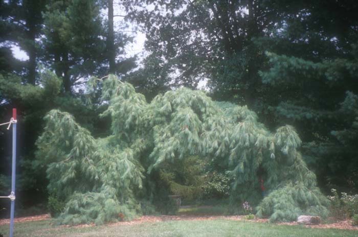 Plant photo of: Pinus strobus 'Nana Pendula'