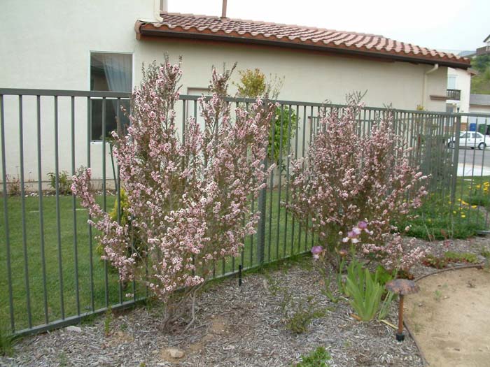 Plant photo of: Leptospermum scoparium 'Helene Strybing'