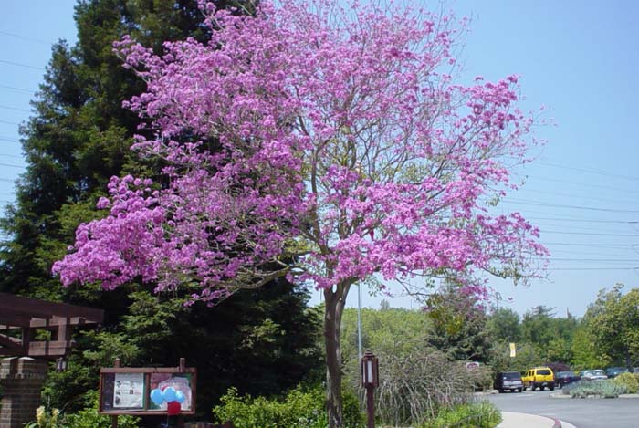 Plant photo of: Robinia ambigua 'Idahoensis'