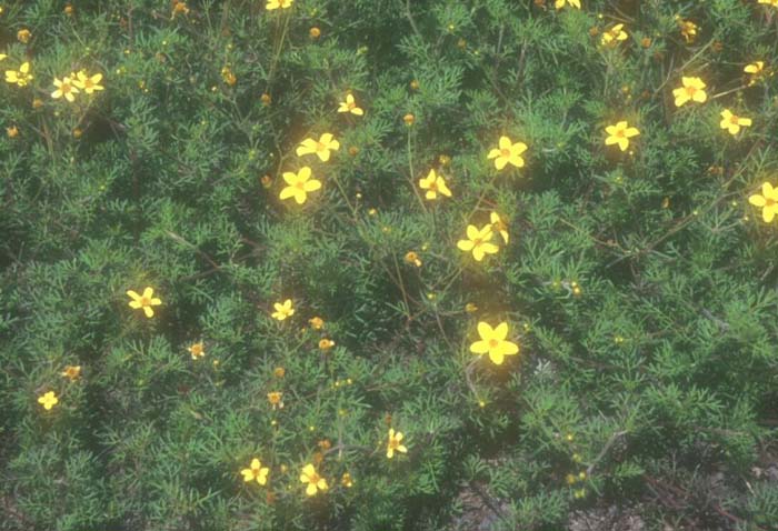 Plant photo of: Bidens ferulifolia 'Goldmarie'