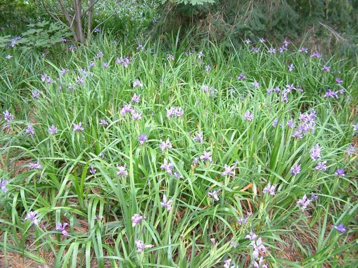 Plant photo of: Iris douglasiana