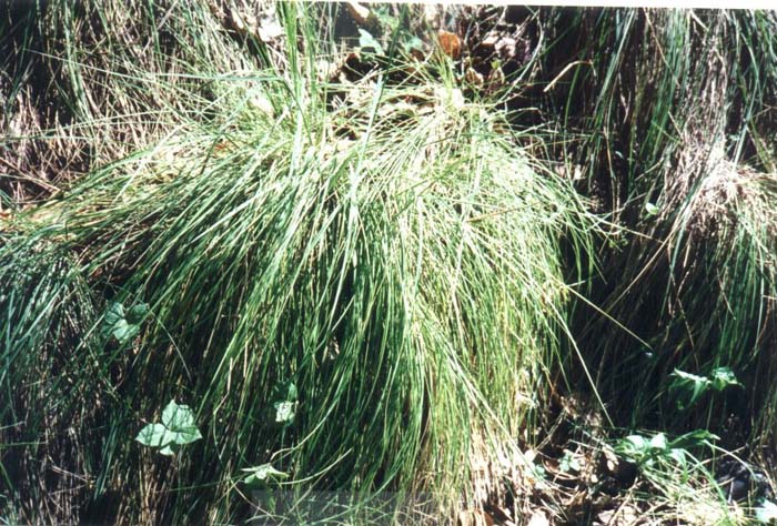 Plant photo of: Festuca californica