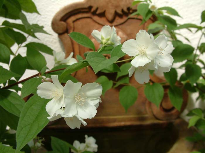 Plant photo of: Philadelphus lewisii