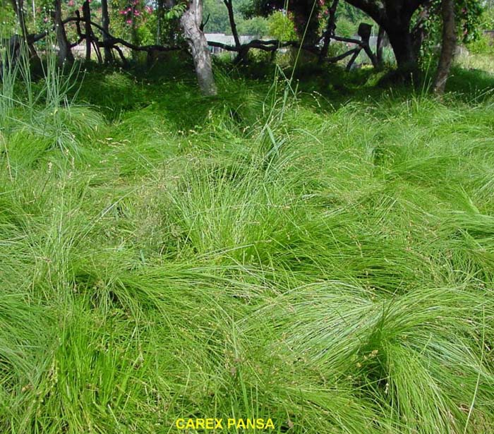 Plant photo of: Carex pansa