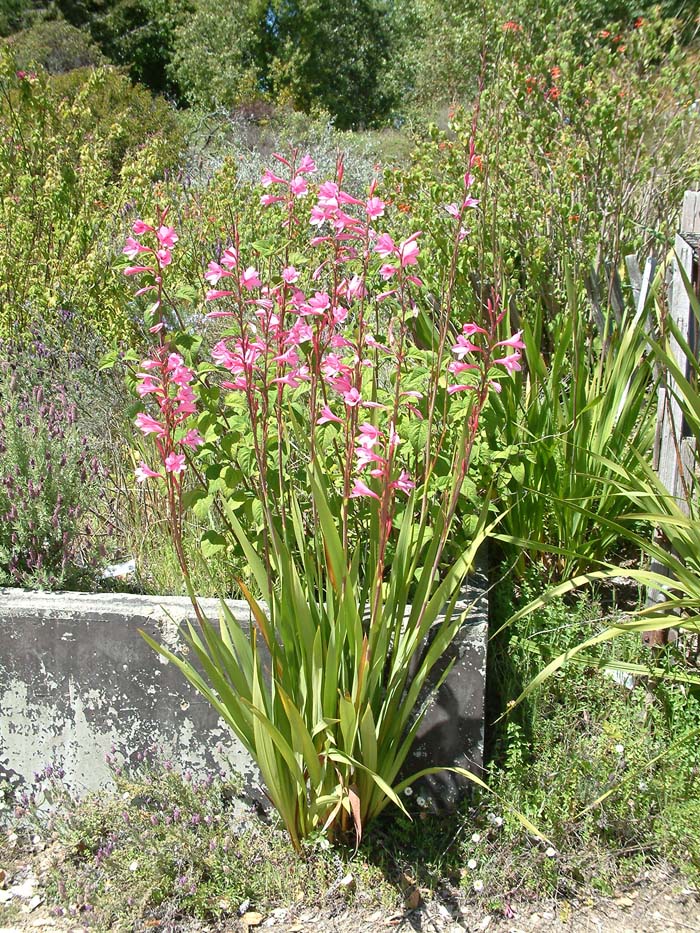 Plant photo of: Watsonia pillansii