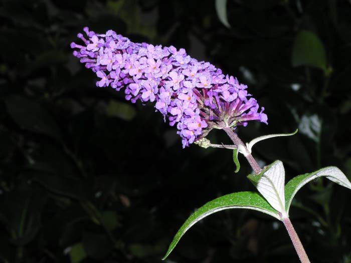 Plant photo of: Buddleja davidii