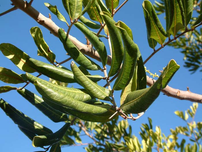 Plant photo of: Cupaniopsis anacardioides