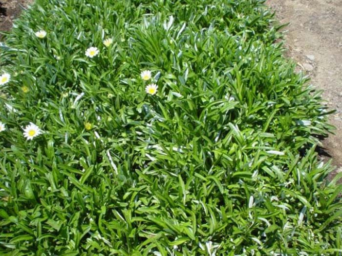 Plant photo of: Gazania species