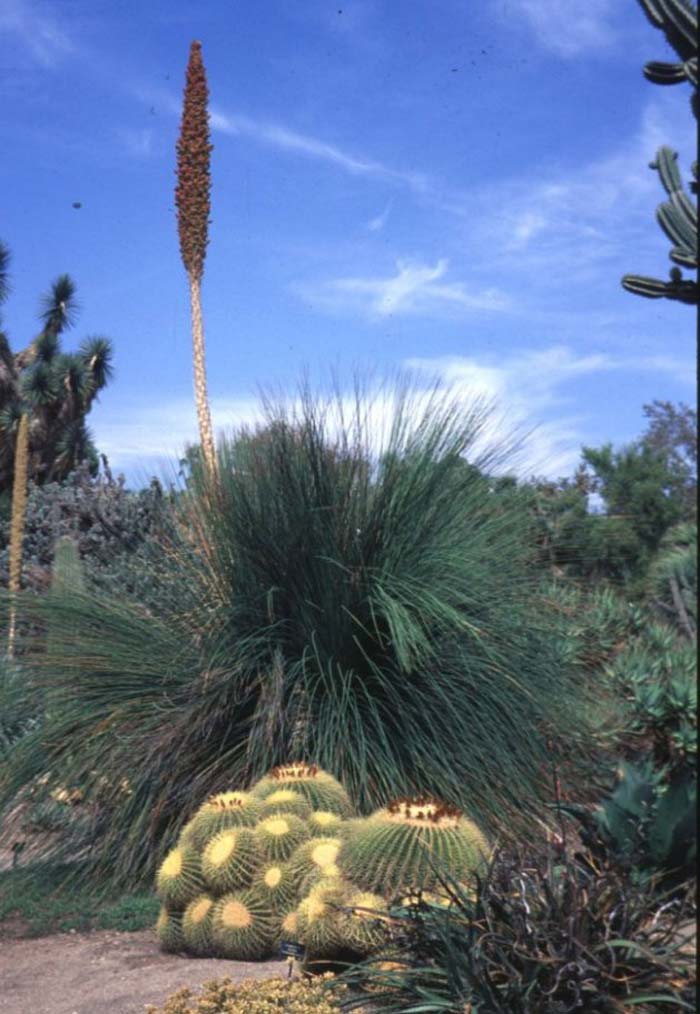 Plant photo of: Dasylirion longissimum