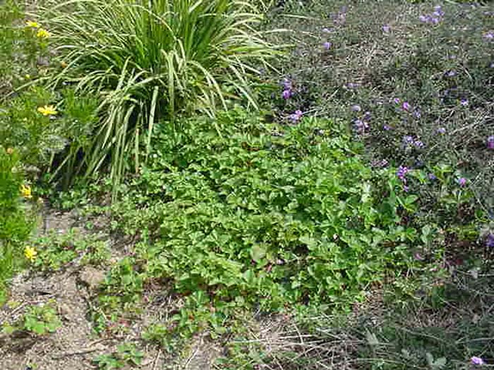 Plant photo of: Fragaria californica