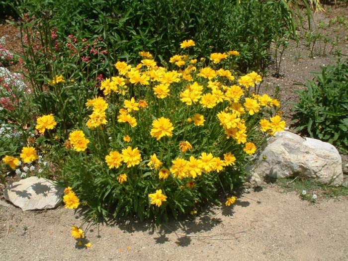 Plant photo of: Coreopsis grandiflora 'Double Sunburst'