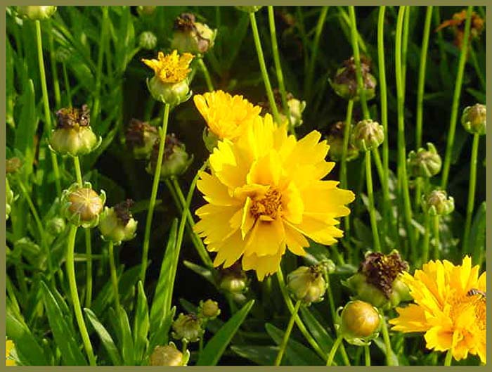 Plant photo of: Coreopsis grandiflora 'Early Sunrise'