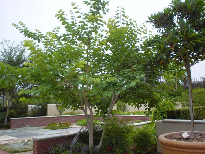 Plant photo of: Bauhinia variegata