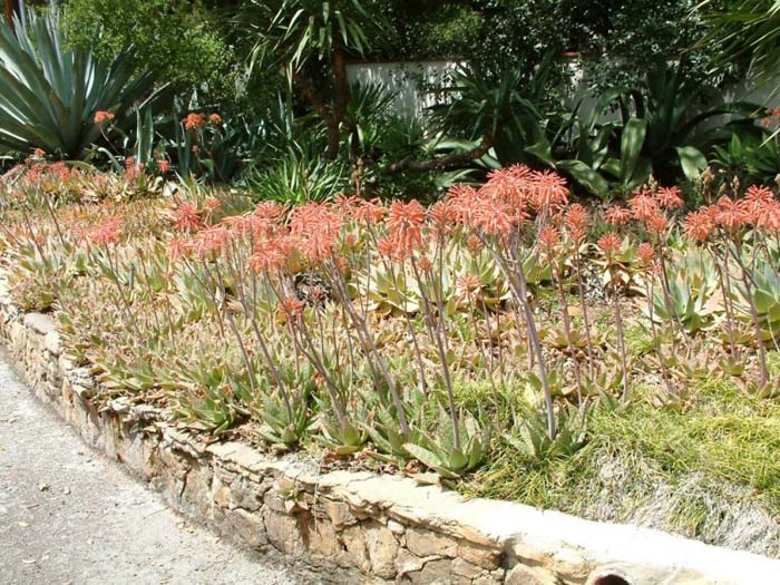 Plant photo of: Aloe saponaria