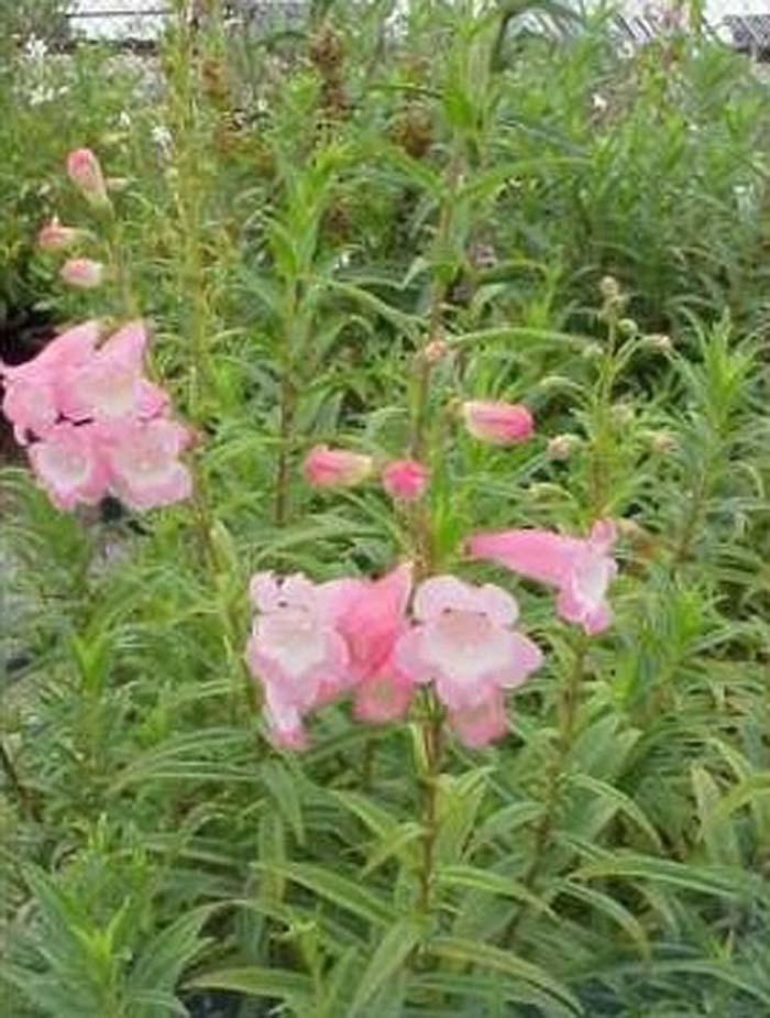 Plant photo of: Penstemon 'Apple Blossom'