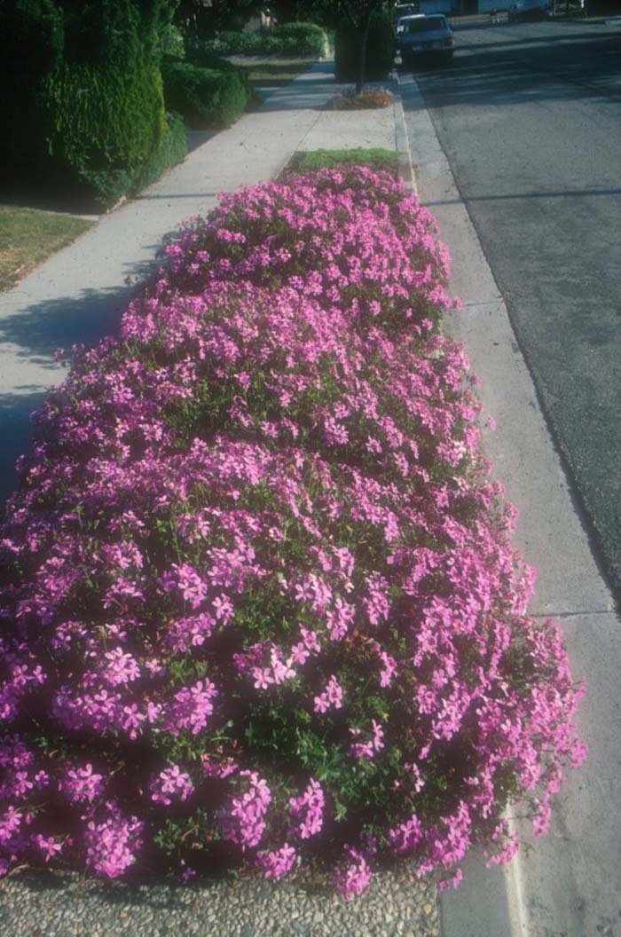 Plant photo of: Pelargonium peltatum