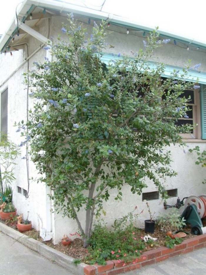 Plant photo of: Ceanothus 'Ray Hartman'