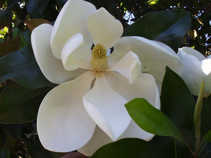 Plant photo of: Magnolia grandiflora