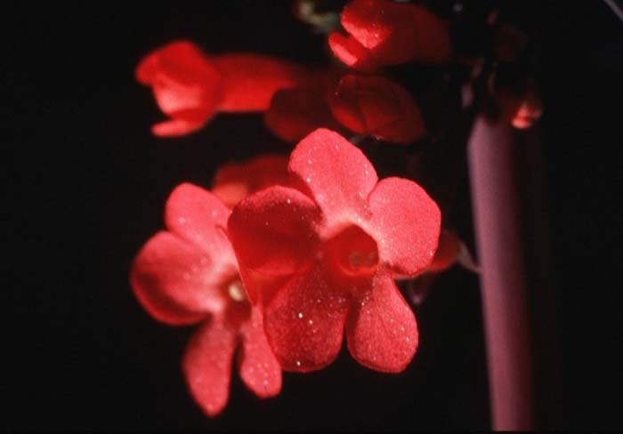 Plant photo of: Penstemon superbus