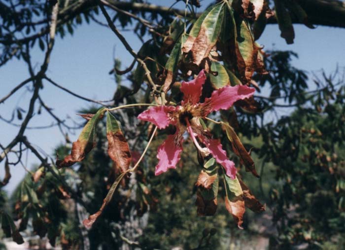 Plant photo of: Chorisia speciosa 'Majestic Beauty