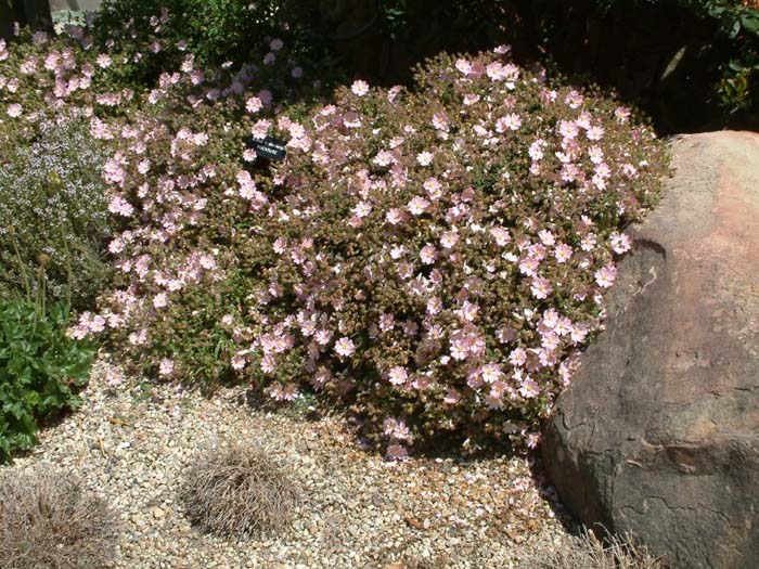 Plant photo of: Cistus X skanbergii