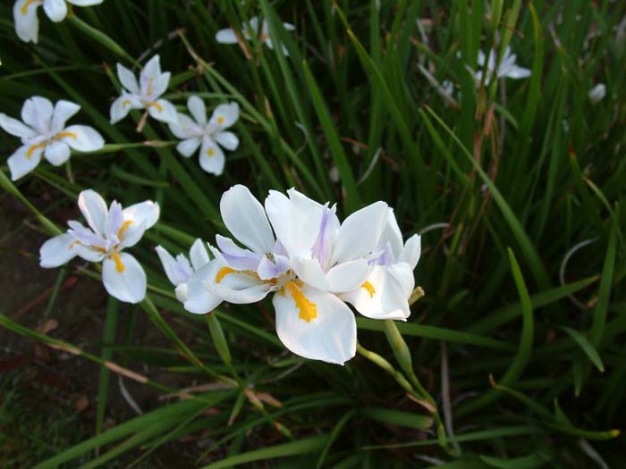 Plant photo of: Dietes iridioides