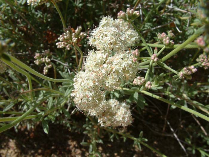 Plant photo of: Eriogonum fasciculatum polifolium