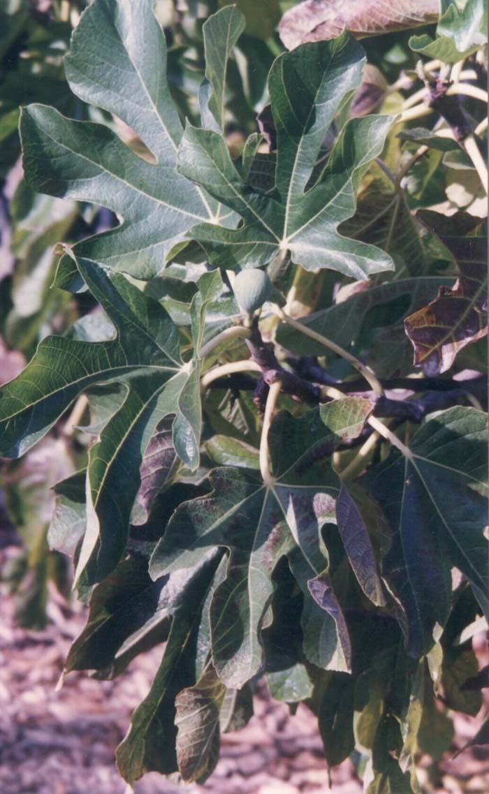 Plant photo of: Ficus carica