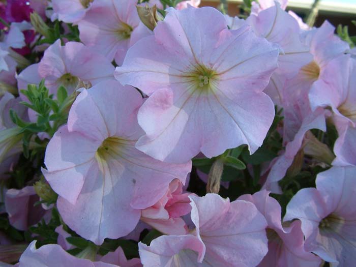 Plant photo of: Petunia X hybrida