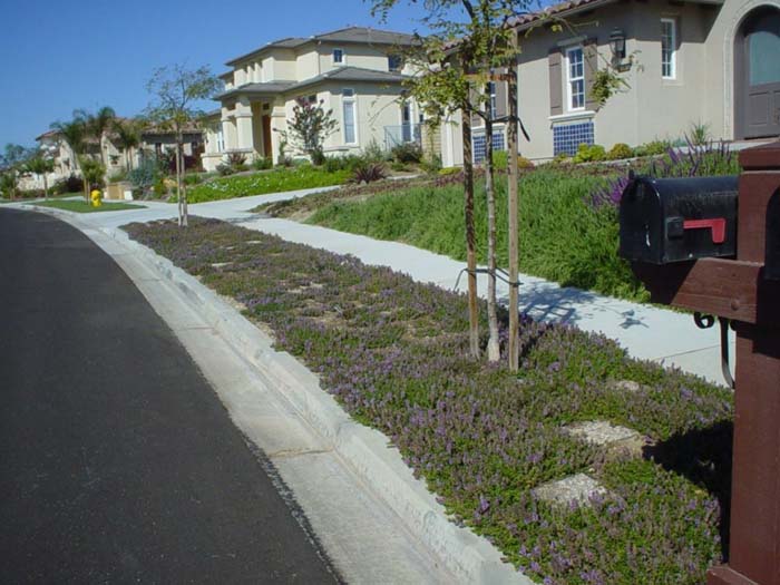 Plant photo of: Thymus serpyllum 'Purple Carpet'