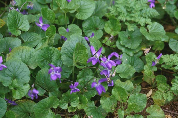 Plant photo of: Viola odorata