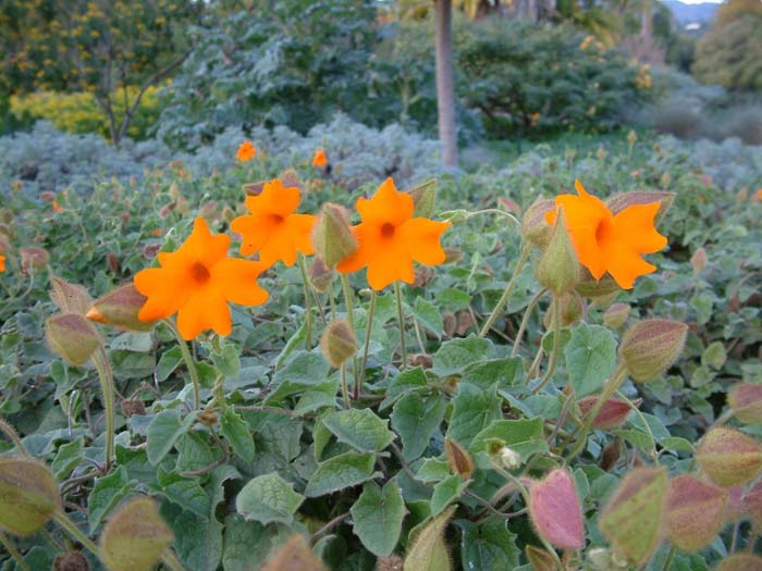 Plant photo of: Thunbergia gregorii