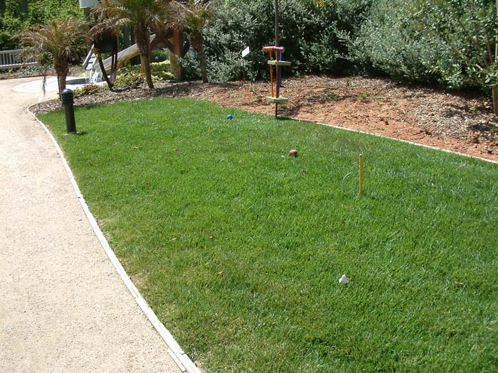 Plant photo of: Festuca arundinacea 'Marathon'