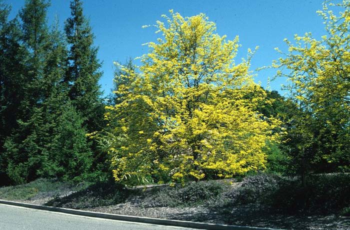 Plant photo of: Gleditsia tricanthos 'Sunburst'