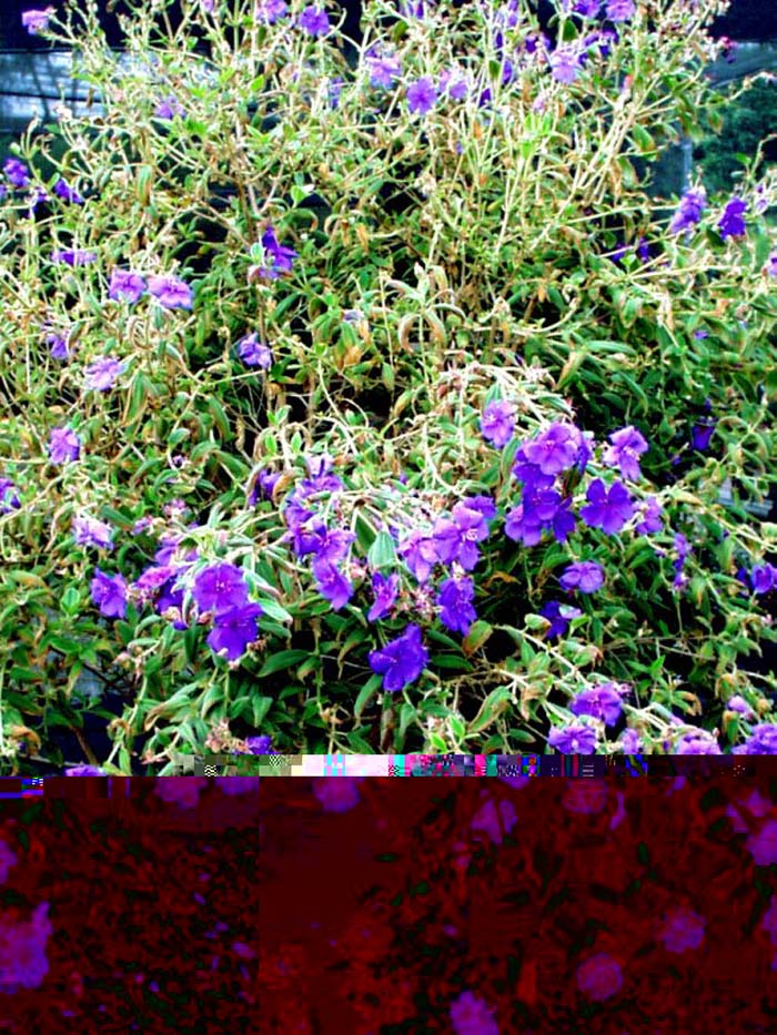 Plant photo of: Tibouchina urvilleana