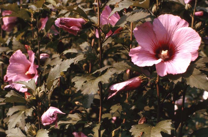 Plant photo of: Hibiscus rosa-sinensis