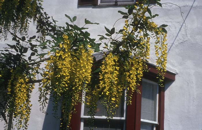 Plant photo of: Laburnum watereri 'Vossii'